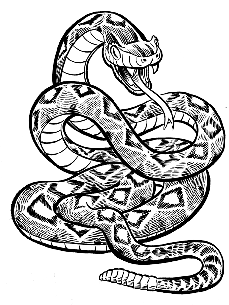 Kavi the Rattlesnake